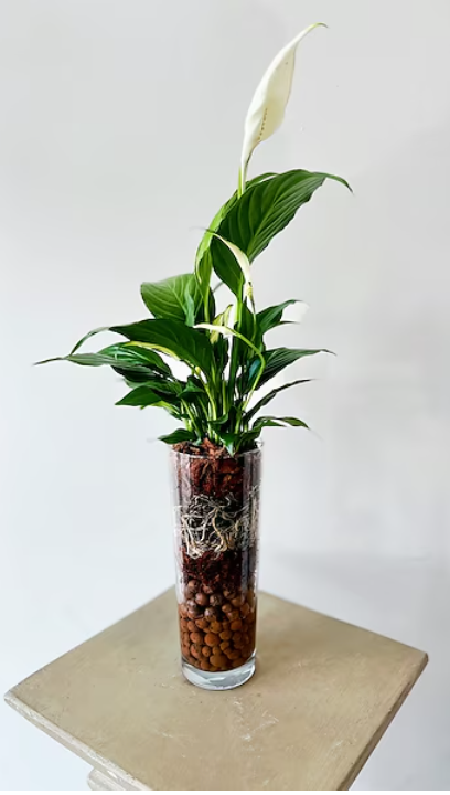 cost of rubber tree Rubber Tree – Liberty Landscape Supply main image 1
